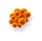 Orange complex bacteria cluster