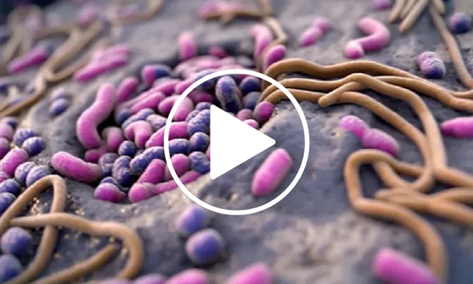 Video thumbnail of bacteria
